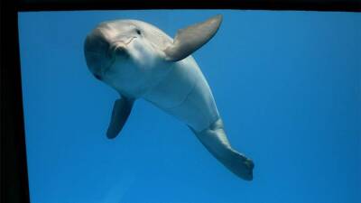 В США умерла самка дельфина - героиня известного фильма