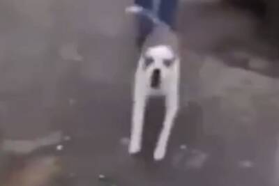 В Мытищах безумный автолюбитель натравил бойцовскую собаку на женщину