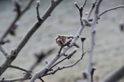 Как защитить плодовые деревья от морозов: спасет эта хитрость