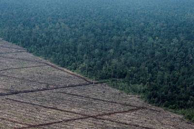 Исчезновение лесов привело к смертям от жары - lenta.ru - Indonesia