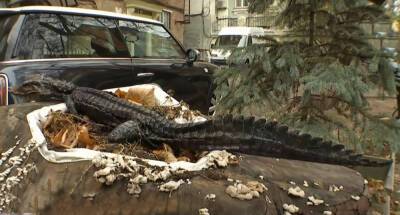 Настоящего крокодила нашли в центре Киева, видео: "перепутали с игрушкой" - politeka.net - Украина - Киев