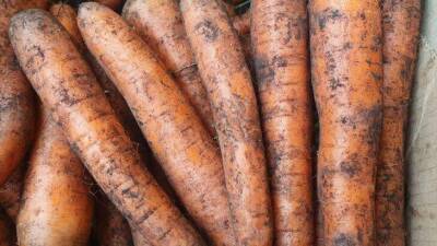 Чем «припудрить» морковь на зиму, чтобы хранилась свежей и сочной: о какой хитрости не знают дачники - skuke.net