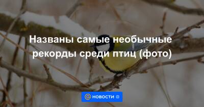 Названы самые необычные рекорды среди птиц (фото) - news.mail.ru - Россия - Сапсан