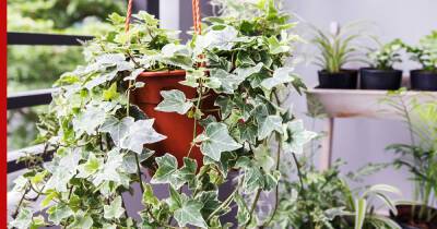 Живая стена: какие вьющиеся растения можно выращивать дома