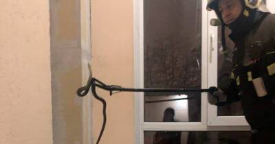 В подъезде жилого дома в Москве поймали ужа