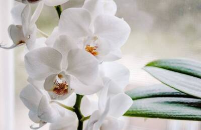 Листья орхидеи превратились в тряпочки: простая хитрость, как восстановить цветок