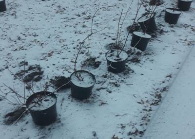 Рабочие высаживали растения засыпанную снегом землю в Канавинском районе