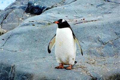 Изможденный пингвин случайно преодолел 3000 километров