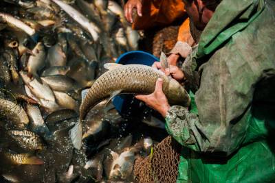 Директор фирмы по продаже рыбной продукции систематически не выплачивал зарплаты