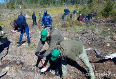 В Ленобласти будет создана служба лесопатологов