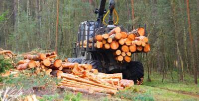 Госэкоинспекция выявила масштабные вырубки деревьев: названы колоссальные суммы ущерба
