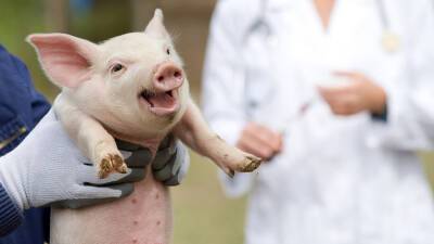 Правительство поручило ученым придумать вакцину от африканской чумы свиней