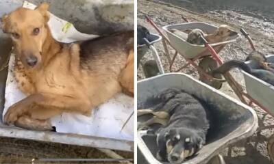 Владельцы собак из разных регионов сообщают о массовых смертях животных, которые ели один и тот же корм: он продается и в Карелии