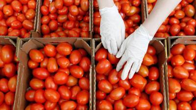 Россельхознадзор возобновляет ввоз томатов с шести компаний из Узбекистана