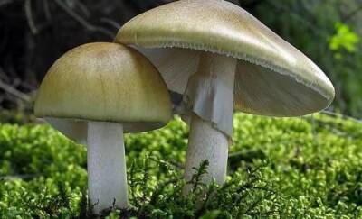 Четырехлетние двойняшки отравились грибами и погибли