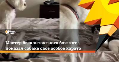 Мастер бесконтактного боя: кот показал собаке свое особое каратэ
