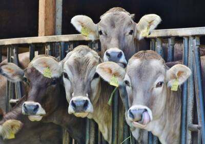 В крестьянских фермерских хозяйствах региона - 16,5 тысяч голов крупного рогатого скота