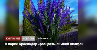 В парке Краснодар «расцвел» зимний шалфей