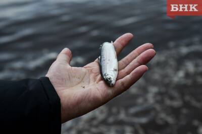 Предприниматель намерен заселить рыбой карьеры в Сыктывдинском районе