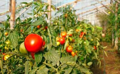 Россельхознадзор после трех месяцев запрета разрешил ввоз томатов с предприятий Ташкентской области