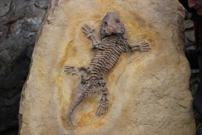 Неизвестное науке животное: ученые нашли неизвестные окаменелости возрастом 300 миллионов лет - Русская семерка