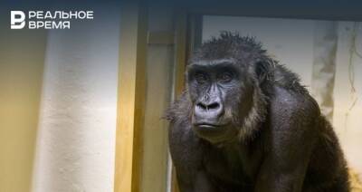 В казанском зоопарке появился новый обитатель — горилла Нгуву