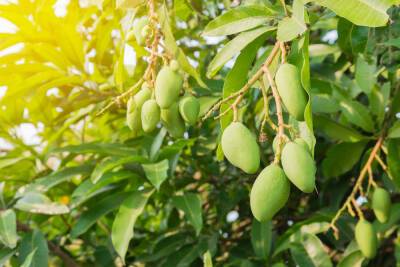 Криминальный вандализм: уничтожена плантация манго на склоне Голан