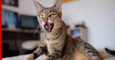 Самые громкие: 7 пород кошек, которые постоянно мяукают