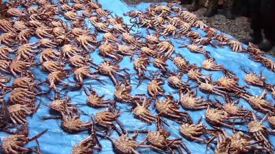 Более четырех тонн морепродуктов изъяли у браконьеров под Хабаровском
