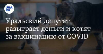 Уральский депутат разыграет деньги и котят за вакцинацию от COVID