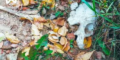 Человеческие кости обнаружили на берегу на Горьковского водохранилища