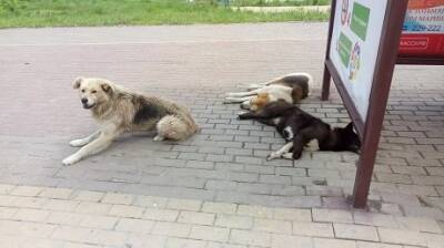 В Пензенской области проблемой бродячих собак занялась прокуратура