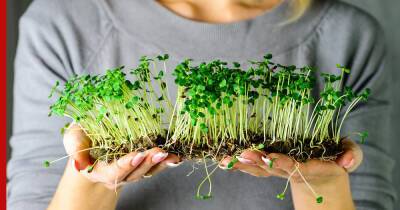 Огород на подоконнике: какую микрозелень легко выращивать дома
