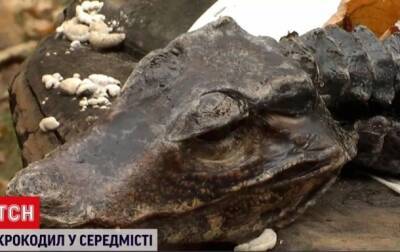 Киевлянка обнаружила на клумбе крокодила - korrespondent.net - Украина - Киев