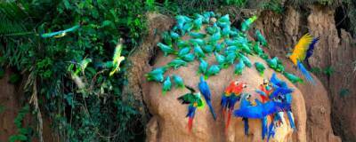 Птицы в тропических лесах адаптировались к глобальному потеплению изменением формы тела