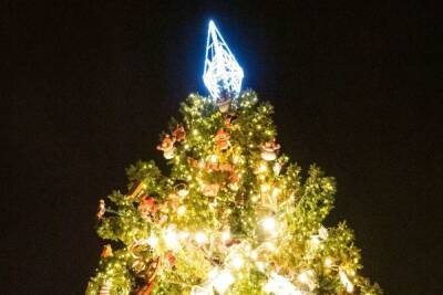 Новогоднюю ель на Дворцовой площади установят 20 декабря