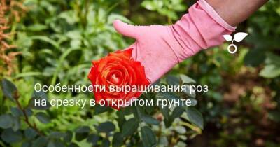 Особенности выращивания роз на срезку в открытом грунте