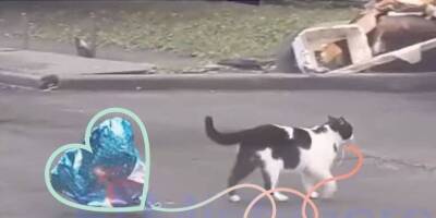 Как мило: кот дарит даме своего сердца воздушный шарик-«сердечко»