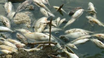 Гибель рыбы в Старой Суре оценят контролирующие органы