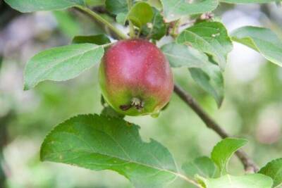 Как наклонить ветку у яблони, чтобы начали плодоносить деревья годами не дающие урожая - skuke.net