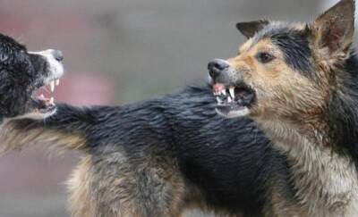 "Порвали практически все тело": в Югре стая бездомных собак насмерть загрызла женщину
