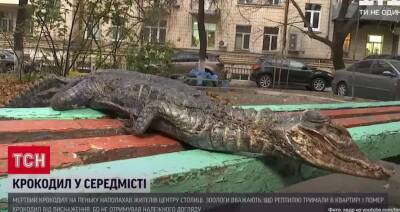В Киеве на цветочной клумбе нашли тушку мертвого крокодила