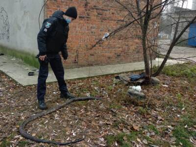 В Сумской области посреди улицы нашли трехметрового питона