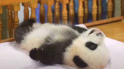 Вы когда-нибудь видели, как маленьким пандам делают массаж? (Видео)