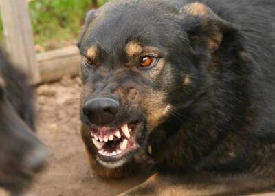 В Лангепасе началось расследование причин смерти горожанки, которую загрызли бродячие собаки
