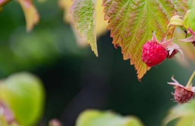 Почему желтеют листья у малины: опытные садоводы озвучили возможные причины