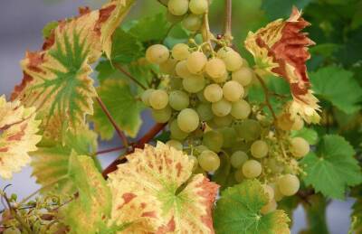 Чем обработать виноград, чтобы защитить его от вредителей: секреты опытных огородников