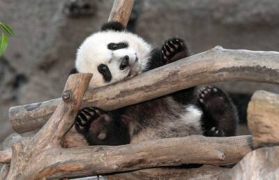 Это самое милое, что вы увидите сегодня: детенышу панды делают массаж, а он засыпает от удовольствия (ВИДЕО)