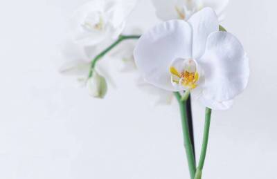 Чем поливают орхидею опытные хозяйки, чтобы она цвела без перерыва