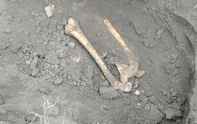 На Харьковщине в парке выкопали человеческие кости